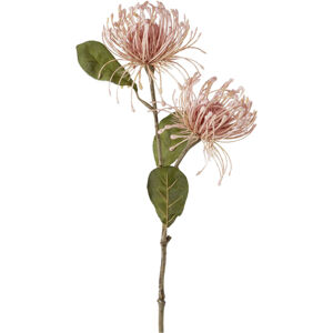 Umělá Rostlina Protea, V: 56cm