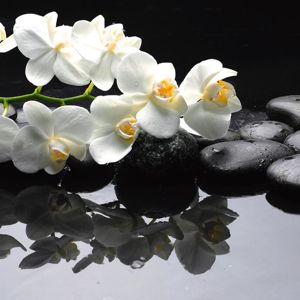 Obraz skleněný Claming Orchid Branch