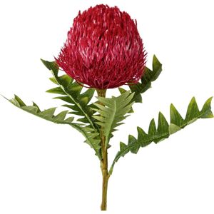 Umělá Rostlina Protea, V: 68cm